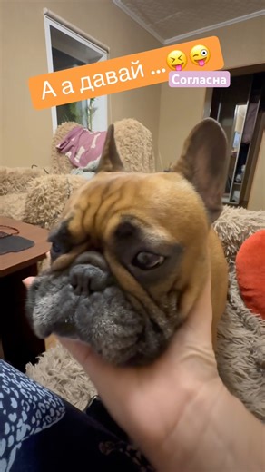 Почему и нет 😜!!! #прикол #озвучка #юмор #смех #собака #животные #семья