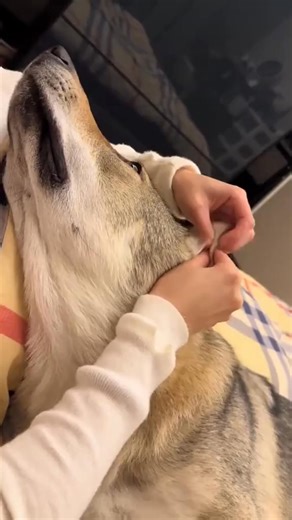 Dogs like to scratch #dog #funny #funnyanimals #funnypets #animals #dogsofttiktok #pet #foryou #longervideos #fblifestyle | FunniesPets