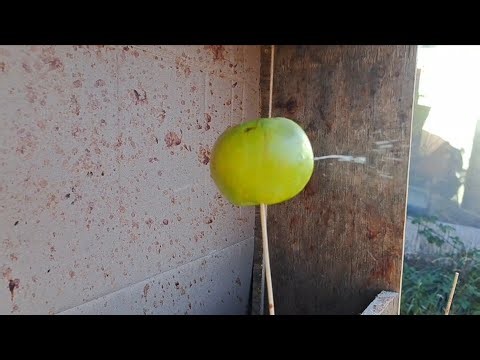 .177 Pellets vs Apple slow-mo