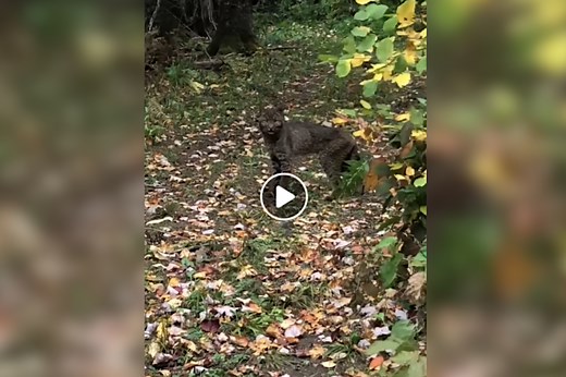 Extremely Rare Black Bobcat Caught on Video in Vermont