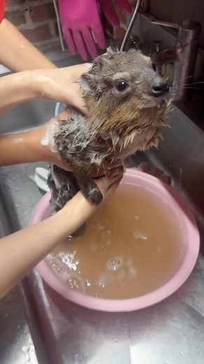 Michael kuroda | Hyrax on his spa day Look how calm he is. Thriving, living in the moment, moisturized. Such a clean rock hyrax. #hyrax #wawa #animal... | Instagram