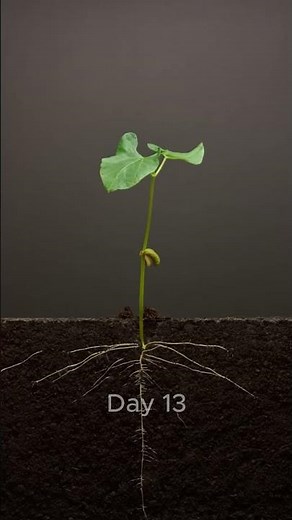 Bean Time-Lapse - 25 days