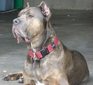 How to Prevent Aggression in Your Cane Corso