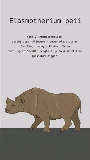 ELASMOTHERIUM PEII RHINOCEROS DATA | Prehistoric Rhinos | Extinct Animals