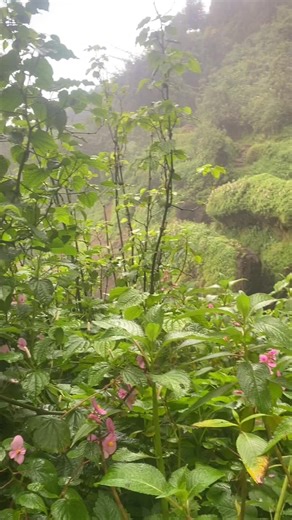 Explore the Sipifalls Hiking Experience in the UK