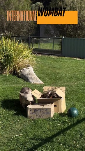 Today we celebrate International Wombat Day with our southern hairy-nosed wombat, Poppy! This important day recognises one of Australia’s most iconic native animals and highlights the importance of conservation, education, and ongoing care for wombats across the country. Australia is home to three species of wombat, all facing challenges from habitat loss, vehicle collisions, and disease. International Wombat Day provides an important opportunity to raise awareness of these threats and to share 