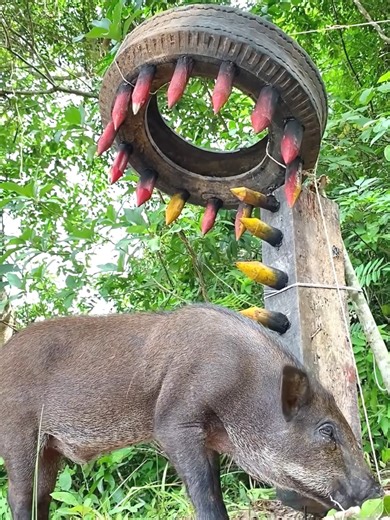 Unique Wild Boar Trapping Using Sharp Wood #boar #wildlife #animals