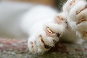 Declawing Debate: We Asked Vets About This Controversial Procedure