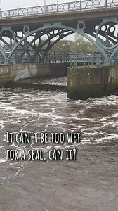 Can you summon a seal by clapping your hands? And can the weather ever be too wet for said seal? These and other important questions answered in our new episode with Megson on Teesside, out now 🦭🎶 🎧 Listen here: https://pod.fo/e/23cb37 | Folk on Foot