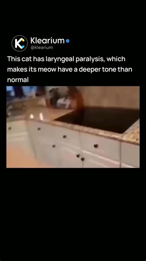 KLEARIUM on Instagram: "Laryngeal paralysis in cats is a rare condition where the nerves controlling the voice box muscles stop working properly. This affects how the cat breathes and sounds, often making its meow deeper, hoarser, or unusually quiet. While it's more common in dogs, especially breeds like Labradors and Golden Retrievers, it can also affect cats due to congenital issues, aging, trauma, or underlying nerve and muscle disorders. Along with voice changes, cats may show signs like noi