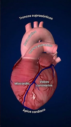 Anatomía del corazón: 5 estructuras que debes reconocer 🫀👀