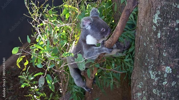 A cute koala (phascolarctos cinereus) slow and steady descent down a tree trunk, its tiny paws grasping onto the bark as it carefully makes its way down.