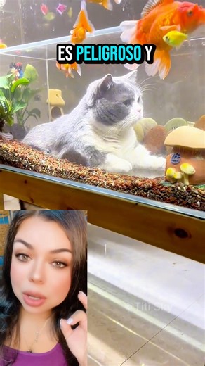Interactive aquariums for cats: a unique, wet-free experience! #viral #titisky #fyp #shorts