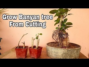 How to grow banyan tree from cutting - 44 days update