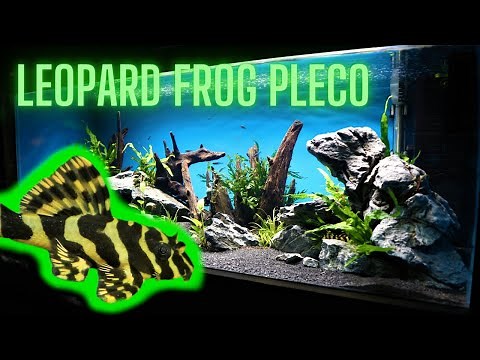My Leopard Frog Plecos (L134) Get a new Tank Set Up!!