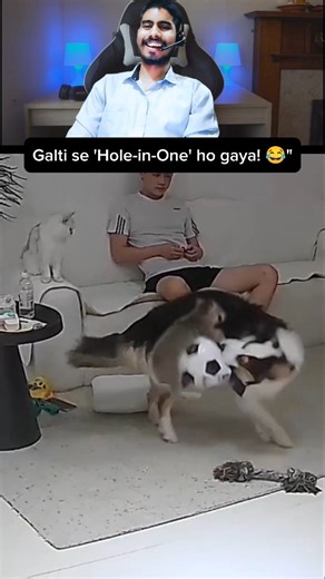 Sanjay Rawat on Instagram: "The video captures a chaotic yet hilarious interaction between a high-energy Border Collie and a startled cat. What starts as a simple collision turns into a professional-level acrobatic stunt when the dog accidentally bumps into the cat. In a moment of pure comedic timing, the cat is launched into the air, performs a mid-air flip, and lands with pinpoint accuracy right inside a metal bucket! The real highlight is the cat’s bewildered reaction as it peeps out from the