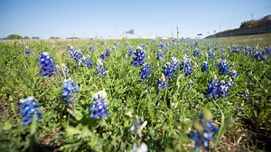 It's bluebonnet season, which means an uptick in snakebites