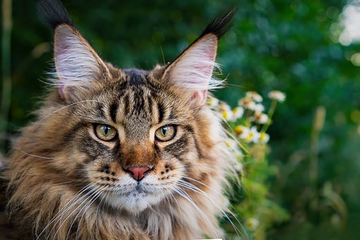 Maine Coon Lifespan: How Long Does a Maine Coon Live?