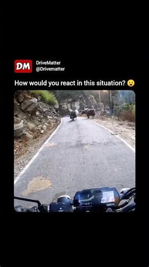 what would you have done? 🐐 🛣️