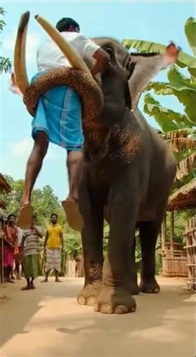 Unexpected Elephant Encounter in a Rural Village | Viral Wildlife Scene