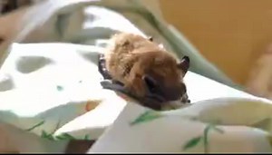And now for your daily dose of aww…! We rescued this Little Brown Myotis bat after he was found wet and all alone on a doorstep in Pacific Grove. Our skilled team is providing fluids and tasty nutritious food like this mealworm (yum) to help him recover. We hope to release him back into the wild soon! Thank you for making all of our rescues possible. We can’t do it without you! | SPCA Monterey County