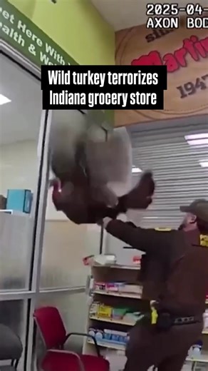 32K views · 353 reactions | A wild, aggressive turkey took over a grocery store – knocking items off shelves in the pharmacy department. At first, the officers with St. Joseph County Police in Indiana were unsure of how to handle the terrorizing turkey. Then, K-9 Officer O'Konski tried his luck getting close to the bird. | Inside Edition | Facebook