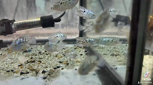 Electric blue Jack Dempsey: EBJD are a stunning variety of the jack...