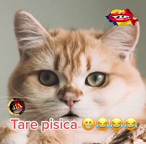 22K views · 338 reactions | intr'o zi ma voi gandi  | VIP | Facebook