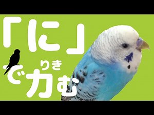 Ume's chatter "I'm working hard!" Budgerigar Talking