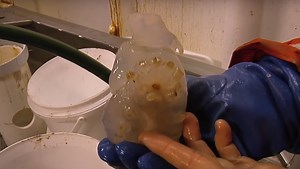 Scientists Discovered Mysterious Creature Below Antarctica