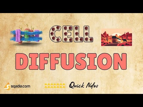 Cell Diffusion | Introduction | Physiology