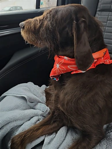 #pudelpointer @NadiaCakes | pudelpointer