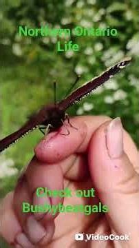 Northern Ontario Life ‪@BushybeatGals‬ check out more of our northern songs wr have made