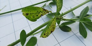 Protecting alfalfa yield and quality with fungicides
