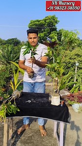 360K views · 3.5K reactions | SK Fruit plants Nursery থেকে অর্ডার করতে পারবেন আপনার মন পছন্দ গাছ #reels | Bindass Teddy | Facebook