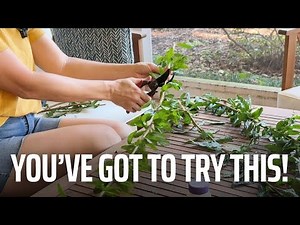 The BEST Way to Propagate Fruit Trees (Foolproof!)