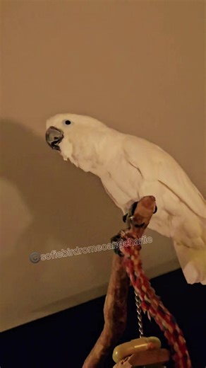 Romeo: The Talented One Man Band Parrot