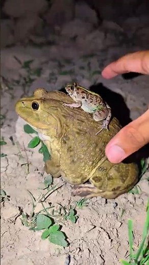 Catch a funny frog | Catch a slippery frog | Big frog laughs | Frog it is so funny