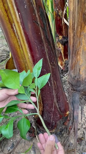 Grafting Techniques for Growing Oranges on Banana Trees