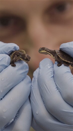 🐢🌏 This #WorldTurtleDay, Symbio Wildlife Park is proud to highlight the collaborative conservation work helping to secure the future of one of Australia’s most critically endangered reptiles — the Bellinger River Snapping Turtle (Myuchelys georgesi). Following the devastating 2015 outbreak of the Bellinger River Virus, which wiped out nearly 90% of the wild population in just six weeks, the species faced near extinction. As part of the NSW Government’s Saving our Species (SOS) program, Symbio