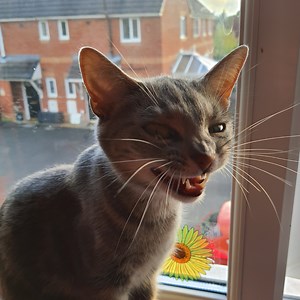 Stormspasm - Twitch