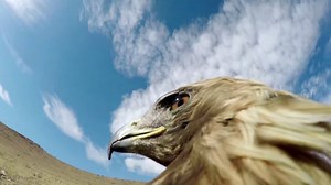 POV Video of an Eagle Hunting a Fox is So Intense