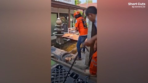 Snake wrangler catches huge 16ft king cobra lurking inside family's home