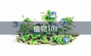 【植物101】第1章 开篇一波 絮絮叨叨