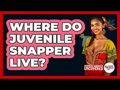 Where Do Juvenile Snapper Live?