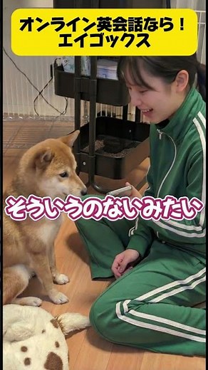 1レッスン100円！？ 犬も驚く高コスパのオンライン英会話『エイゴックス』#shorts