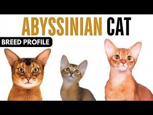 Abyssinian Cat Breed Profile History - Price - Traits - Abyssinian Cat Grooming Needs - Lifespan