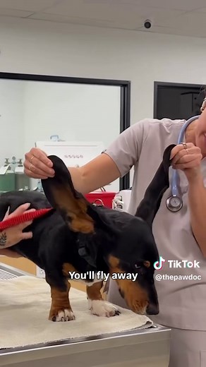 Understanding Grape Toxicity in Dogs