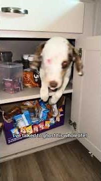 Do you believe he’s deaf? #dog #puppy #blinddog #deafdog #disableddog #fyp #rescuedog #dogmom