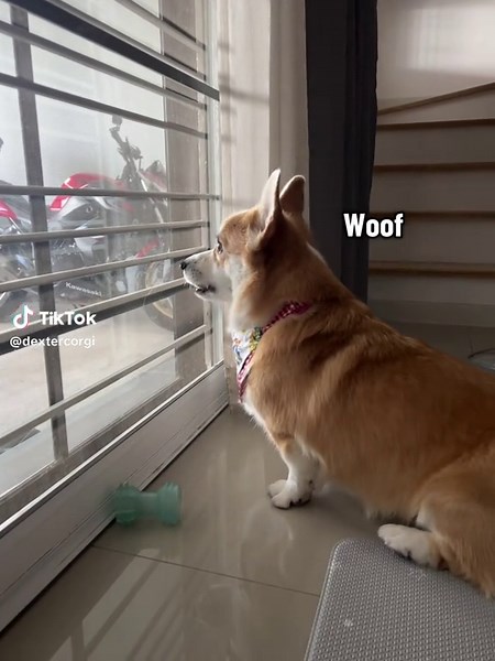 Whisper Barking Corgi Cuties: Fun Dog Sounds!